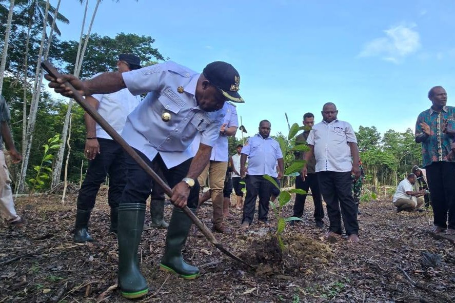 Bupati Jayapura, Yunus Wonda, saat melakukan kickoff penanaman 645 bibit kopi arabika di kawasan Hutan Adat (Yano Way), Kampung Singgriway.