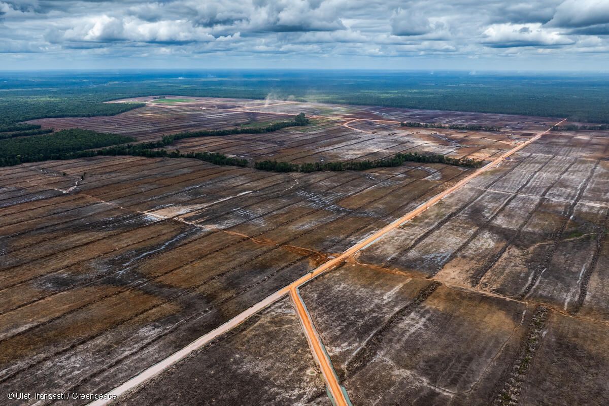 Salah satu wilayah hutan di Merauke, Papua Sletan tampak dibabat habis. Foto: Isitimewa