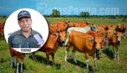 Kepala Dinas Pertanian, Pangan, Kelautan, dan Perikanan (DP2KP) Provinsi Papua Selatan, Paino. Foto: Bataspapua.com/PA74MAL