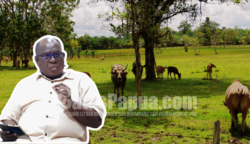 Yoseph Yanawo Yolmen