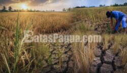 Lahan sawah milik Margono tampak kering akibat minimnya pasokan air irigasi selama musim kemarau. Foto: Bataspapua.com/Jamal Y.Bwariat
