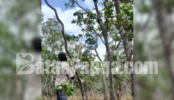 Hilarius Gebze sedang menyogok sarang semut menggunakan sebatang bambu di hutan Wasur, Merauke, Papua Selatan. Foto: Bataspapua.com/Jamal