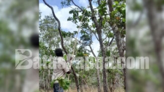 Hilarius Gebze sedang menyogok sarang semut menggunakan sebatang bambu di hutan Wasur, Merauke, Papua Selatan. Foto: Bataspapua.com/Jamal