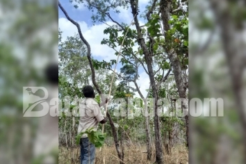 Hilarius Gebze sedang menyogok sarang semut menggunakan sebatang bambu di hutan Wasur, Merauke, Papua Selatan. Foto: Bataspapua.com/Jamal