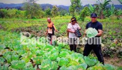 Bupati Pegunungan Bintang Spei Yan Bidana turun langsung ke kebun warga dan ikut memanen sayur kol di Distrik Oksibil, Minggu (4/10/2026). Foto: Bataspapua.com/Ist