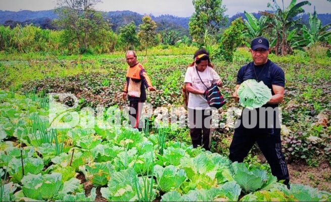 Bupati Pegunungan Bintang Spei Yan Bidana turun langsung ke kebun warga dan ikut memanen sayur kol di Distrik Oksibil, Minggu (4/10/2026). Foto: Bataspapua.com/Ist