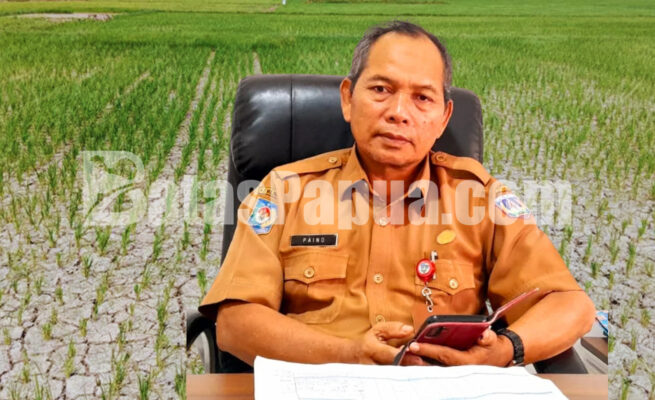 Kepala Dinas Pertanian, Pangan, Kelautan, dan Perikanan (DP2KP) Provinsi Papua Selatan, Paino. Foto: Bataspapua.com/Jam's